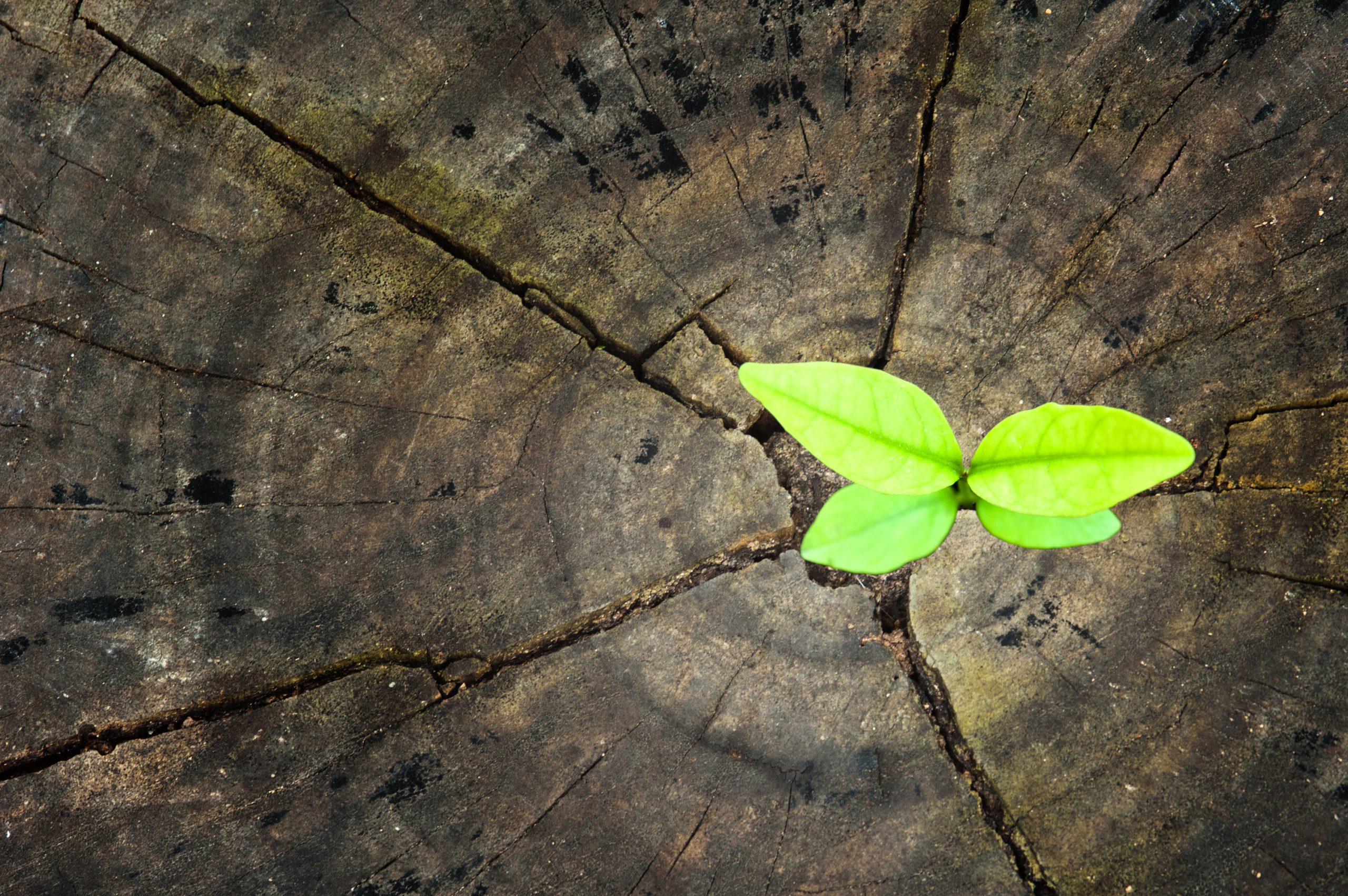 FIRM-PEER-RATED-BL-300-2